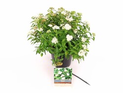 Japoninė lanksva (Lot Spiraea jap.) 'Albiflora' C3/P19 25-30 CM - nuotrauka 2