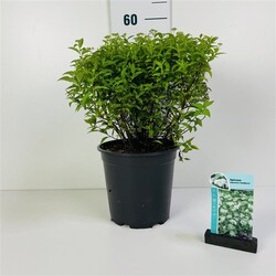 Japoninė lanksva (Lot Spiraea jap.) 'Albiflora' C6,5/P24 20-30 CM