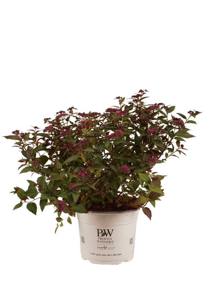 Japoninė lanksva (Lot Spiraea jap.) 'Double Play' C4/P21 30-40 CM