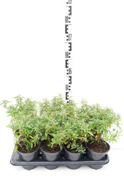 Japoninė lanksva (Lot Spiraea jap.) 'Anthony Waterer' C1/P13 | LANKSVOS | KRŪMAI