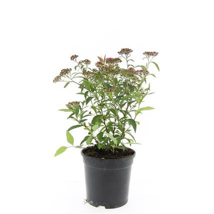 Japoninė lanksva (Lot Spiraea jap.) 'Anthony Waterer' C1,5/P15 | LANKSVOS | KRŪMAI