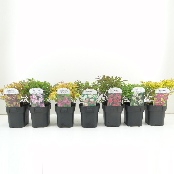 Japoninė lanksva (Lot Spiraea jap.) 'Anthony Waterer' C2/P17 | LANKSVOS | KRŪMAI