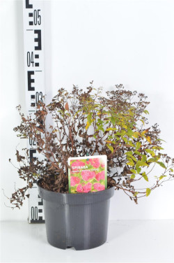 Japoninė lanksva (Lot Spiraea jap.) 'Anthony Waterer' C3/P19 25-30 CM