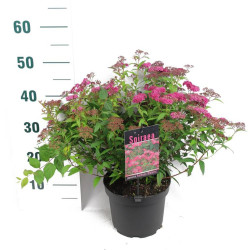 Japoninė lanksva (Lot Spiraea jap.) 'Anthony Waterer' C3/P19 30-40 CM