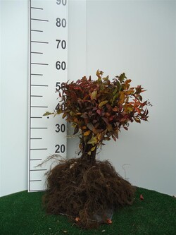 Japoninė lanksva (Lot Spiraea jap.) 'Anthony Waterer' 0+2 20-40 CM