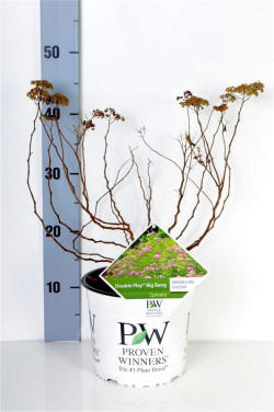 Japoninė lanksva (Lot Spiraea jap.) 'Double Play' C3/P19 30-40 CM