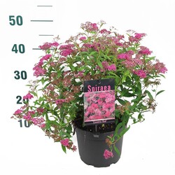 Japoninė lanksva (Lot Spiraea jap.) 'Country Red' C3/P19 30-40 CM