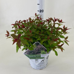 Japoninė lanksva (Lot Spiraea jap.) 'Double Play' Artist  C3/P19 25-30 CM | LANKSVOS | KRŪMAI
