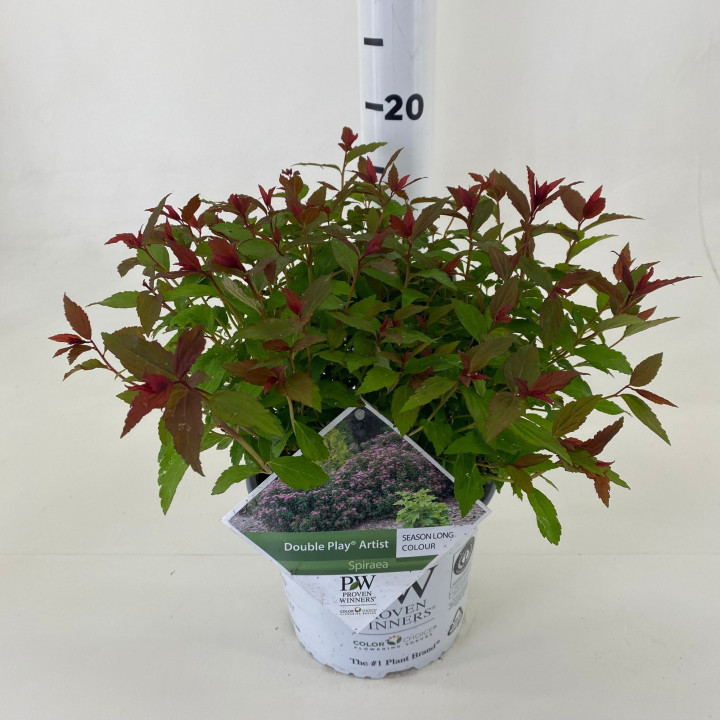 Japoninė lanksva (Lot Spiraea jap.) 'Double Play' Artist  C3/P19 25-30 CM | LANKSVOS | KRŪMAI