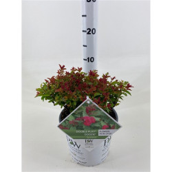 Japoninė lanksva (Lot Spiraea jap.) 'Double Play' Doozie C3/P19 25-30 CM