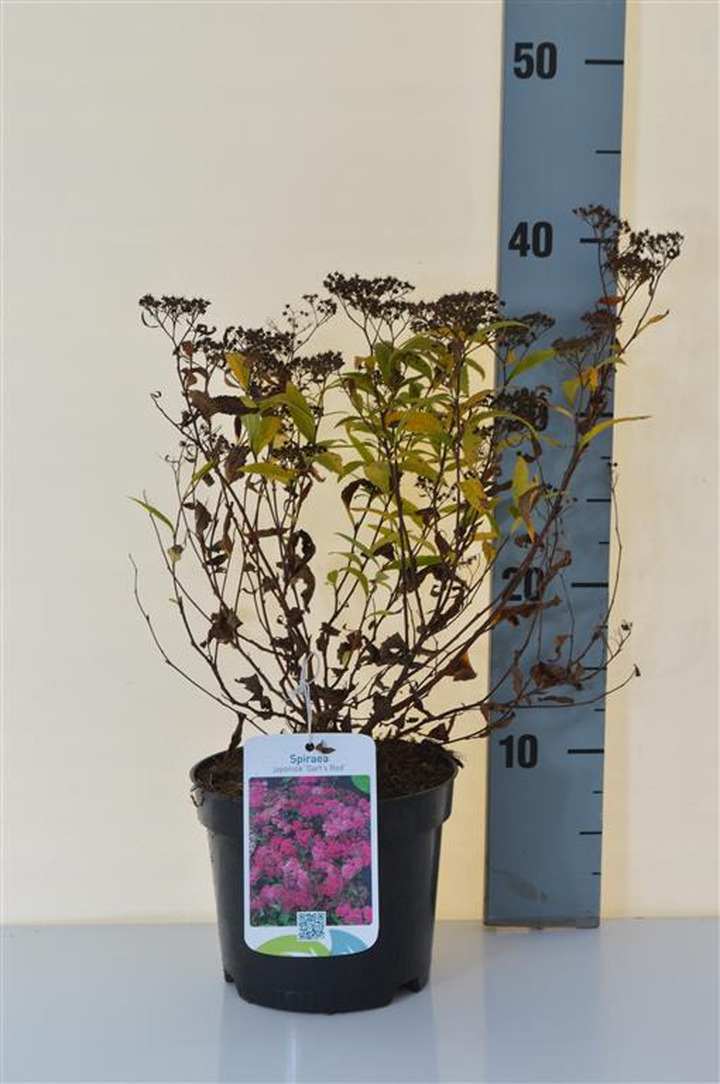 Japoninė lanksva (Lot Spiraea jap.) 'Dart's Red' C1,5/P15 20-25 CM