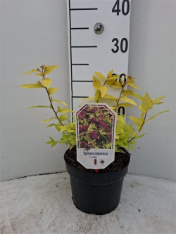 Japoninė lanksva (Lot Spiraea jap.) 'Firelight' C3/P19 25-30 CM | LANKSVOS | KRŪMAI