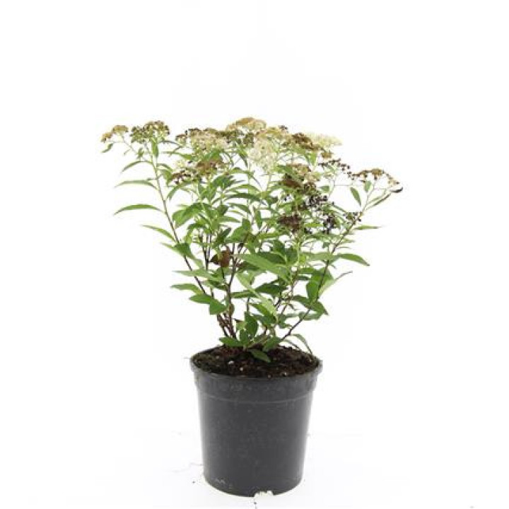 Japoninė lanksva (Lot Spiraea jap.) 'Genpei' C1,5/P15 | LANKSVOS | KRŪMAI
