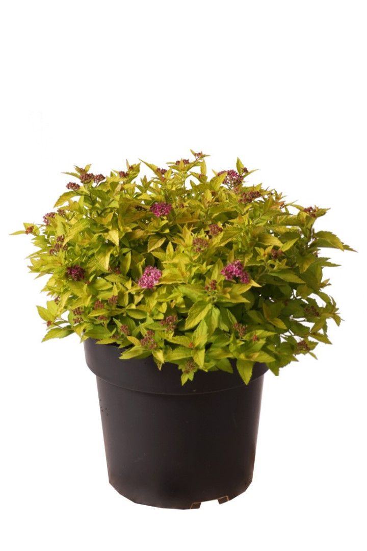 Japoninė lanksva (Lot Spiraea jap.) 'Golden Jack' C4/P21 30-40 CM