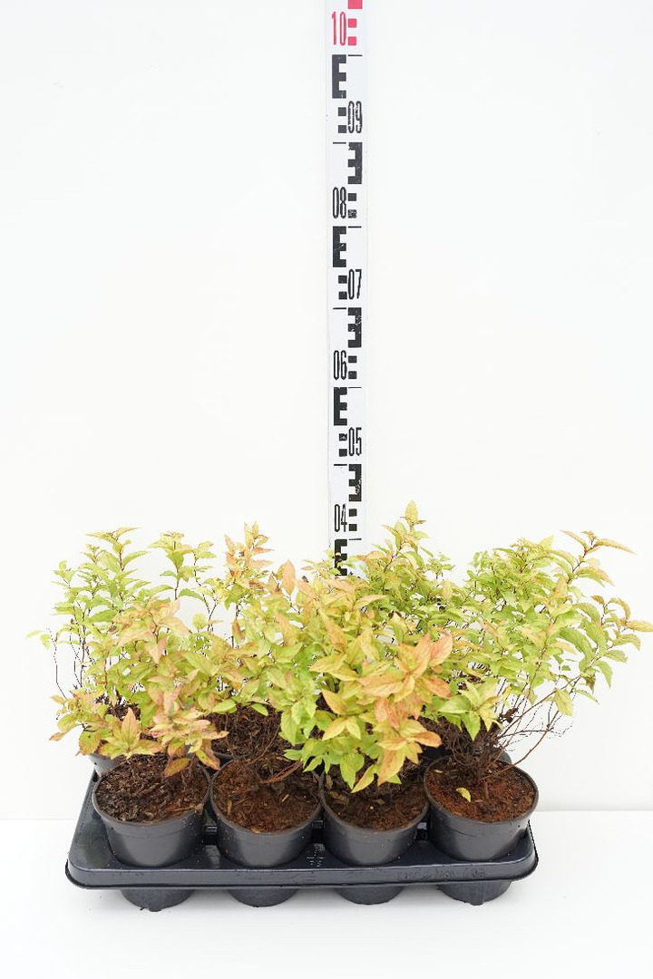 Japoninė lanksva (Lot Spiraea jap.) 'Goldflame' C1/P13 | LANKSVOS | KRŪMAI