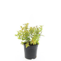 Japoninė lanksva (Lot Spiraea jap.) 'Goldflame' C1,5/P15