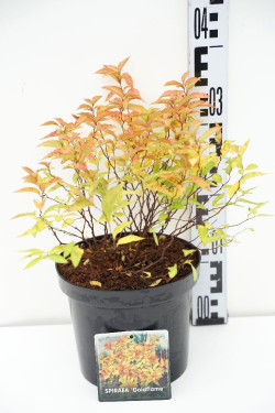 Japoninė lanksva (Lot Spiraea jap.) 'Goldflame' C3/P19 25-30 CM - nuotrauka 1