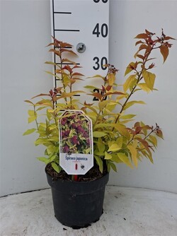 Japoninė lanksva (Lot Spiraea jap.) 'Goldflame' C3/P19 30-40 CM | LANKSVOS | KRŪMAI