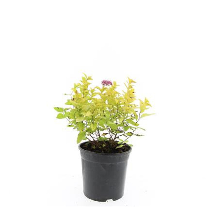Japoninė lanksva (Lot Spiraea jap.) 'Golden Princess' C1,5/P15