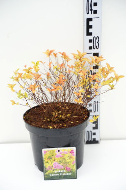 Japoninė lanksva (Lot Spiraea jap.) 'Golden Princess' C3/P19 25-30 CM - nuotrauka 1