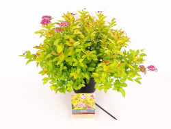 Japoninė lanksva (Lot Spiraea jap.) 'Golden Princess' C3/P19 25-30 CM - nuotrauka 2