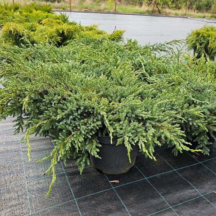 Kadagys Žvynuotasis ( Lot. Juniperus Squamata) BLUE CARPET C7.