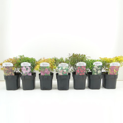 Japoninė lanksva (Lot Spiraea jap.) 'Little Princess' C2/P17 | LANKSVOS | KRŪMAI