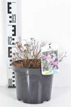 Japoninė lanksva (Lot Spiraea jap.) 'Little Princess' C3/P19 25-30 CM | LANKSVOS | KRŪMAI