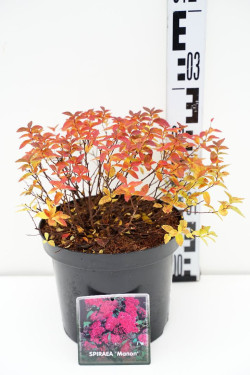 Japoninė lanksva (Lot Spiraea jap.) 'Manon' C3/P19 25-30 CM - nuotrauka 1