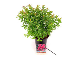 Japoninė lanksva (Lot Spiraea jap.) 'Manon' C3/P19 25-30 CM - nuotrauka 2