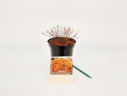 Japoninė lanksva (Lot Spiraea jap.) 'Zen"Spirit' C1,5/P15 20-25 CM - nuotrauka 1