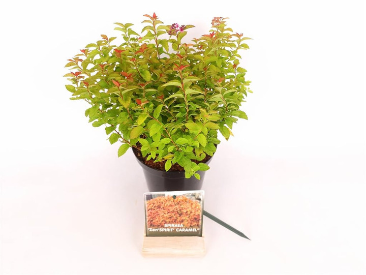 Japoninė lanksva (Lot Spiraea jap.) 'Zen"Spirit' C1,5/P15 20-25 CM