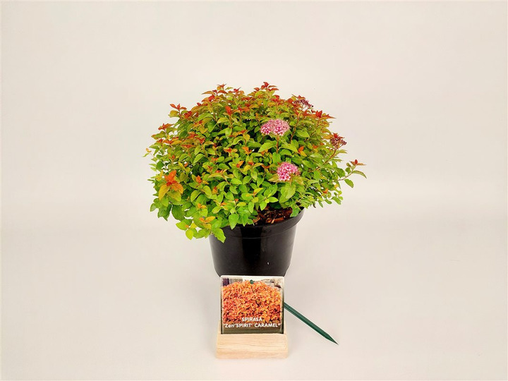 Japoninė lanksva (Lot Spiraea jap.) 'Zen"Spirit' C3/P19 25-30 CM | LANKSVOS | KRŪMAI