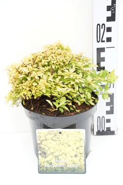 Japoninė lanksva (Lot Spiraea jap.) 'Zen'Spirit® Gold' C1,5/P15 15-20 CM - nuotrauka 1