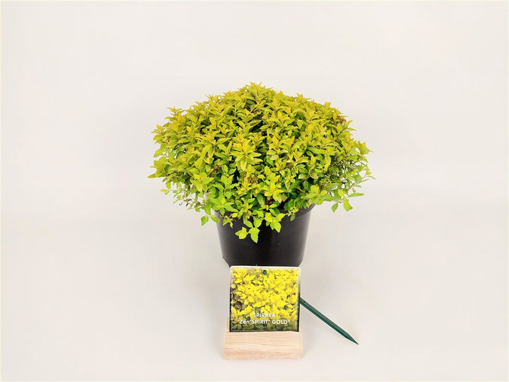 Japoninė lanksva (Lot Spiraea jap.) 'Zen'Spirit® Gold' C3/P19 20-25 CM | LANKSVOS | KRŪMAI