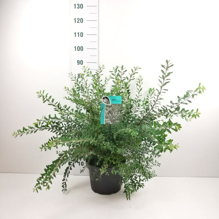 Lanksva niponinė (Lot Spiraea nipp.) 'Snowmound' C10 60-80 CM | LANKSVOS | KRŪMAI