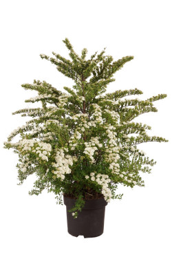 Lanksva niponinė (Lot Spiraea nipp.) 'Snowmound' C10 80-100 CM