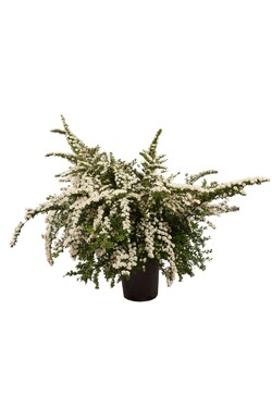 Lanksva niponinė (Lot Spiraea nipp.) 'Snowmound' C15 100-125 CM