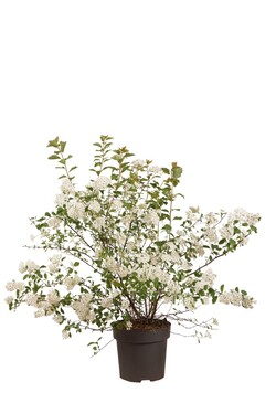 Lanksva vanhuto (Lot Spiraea vanhouttei)  C3/P19 30-40 CM