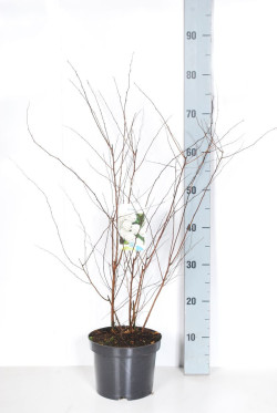 Lanksva vanhuto (Lot Spiraea vanhouttei) C3/P19 40-50 CM | LANKSVOS | KRŪMAI