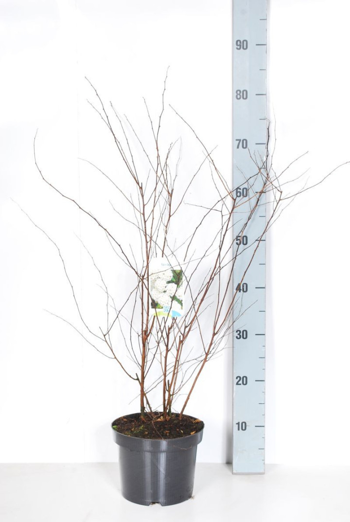 Lanksva vanhuto (Lot Spiraea vanhouttei) C3/P19 40-50 CM | LANKSVOS | KRŪMAI