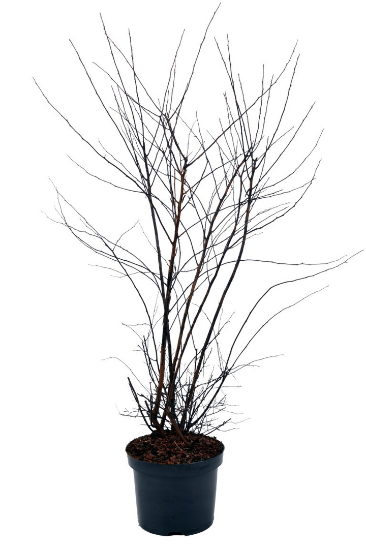 Lanksva vanhuto (Lot Spiraea vanhouttei)  C4/P21 60-80 CM