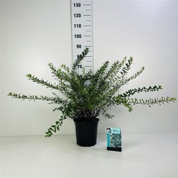 Lanksva vanhuto (Lot Spiraea vanhouttei)  C6,5/P24 50-60 CM