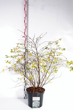 Lanksva vanhuto (Lot Spiraea vanhouttei)  C12 80-100 CM