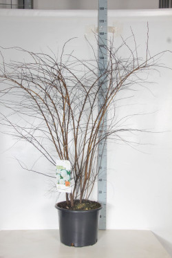 Lanksva vanhuto (Lot Spiraea vanhouttei) C20 125-150 CM | LANKSVOS | KRŪMAI