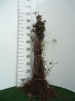 Lanksva vanhuto (Lot Spiraea vanhouttei)  0+1 40-60 CM