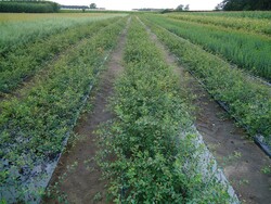 Lanksva vanhuto (Lot Spiraea vanhouttei)  0+2 40-60 CM