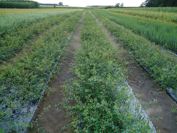 Lanksva vanhuto (Lot Spiraea vanhouttei)  0+2 40-60 CM
