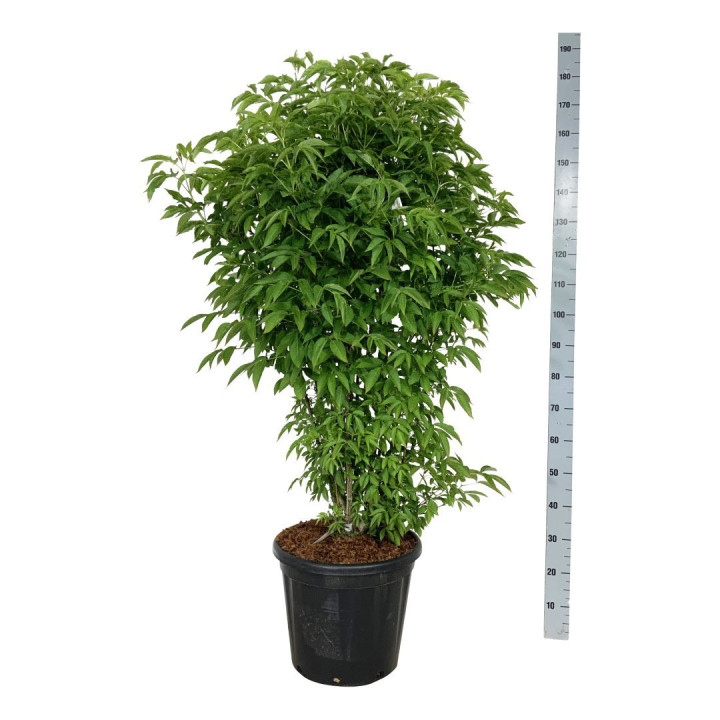 Kolchidinis lekėčius (Lot Staphylea colchica)  C30 125-150CM EXTRA
