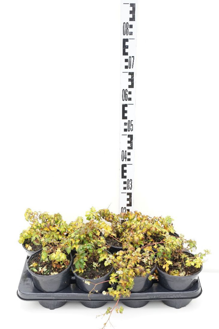 Stefanandra karpytalapė (Lot Stephanandra incisa) 'Crispa' C1/P13